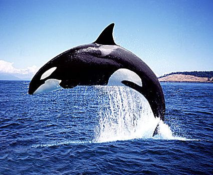 逆戟鲸,成年,鲸跃,水道,靠近,岛屿