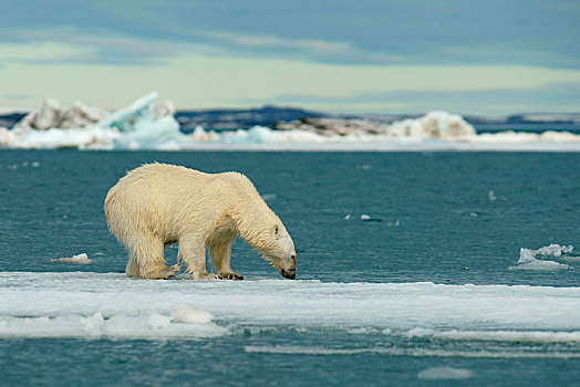 北极熊,站立,浮冰,斯瓦尔巴特群岛,挪威,北极,欧洲