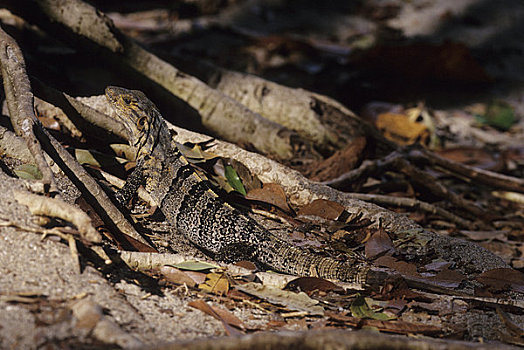 哥斯达黎加,曼纽尔安东尼奥国家公园,雨林,蜥蜴