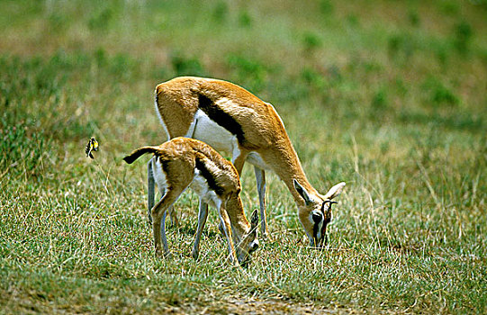 瞪羚,汤氏瞪羚,马赛马拉,公园,肯尼亚