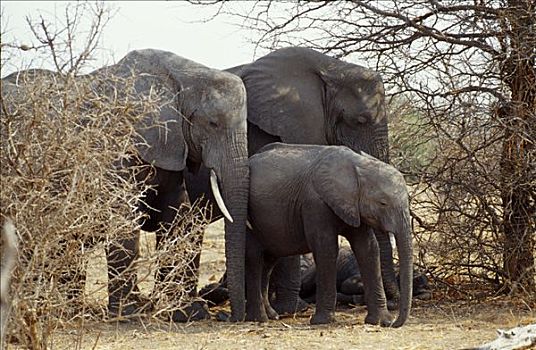 大象,家族,群,乔贝国家公园