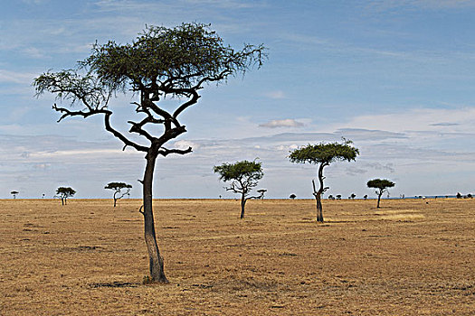 肯尼亚,马赛马拉国家保护区,散开,金合欢树,朴素,大幅,尺寸