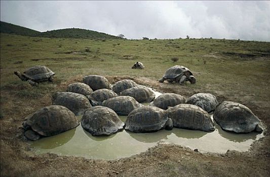 加拉帕戈斯巨龟,加拉帕戈斯象龟,群,打滚,季节,水池,地面,阿尔斯多火山,伊莎贝拉岛,加拉帕戈斯群岛,厄瓜多尔