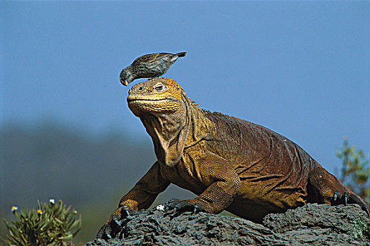 加拉帕戈斯,陆地,鬣蜥蜴,加拉巴哥陆鬣蜥,小,头部,寄生物,加拉帕戈斯群岛,厄瓜多尔