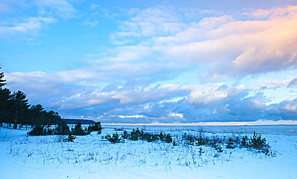 冬天,海边风景,小,树,波罗的海岸,彩色,晚间,多云,海湾,芬兰,俄罗斯