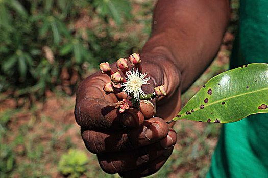 握着,花,丁香,桑给巴尔岛,坦桑尼亚,非洲
