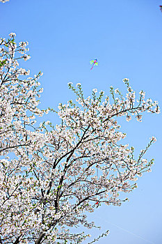 樱花蓝天户外