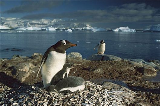 巴布亚企鹅,父母,温暖,幼禽,鸟窝,南极半岛