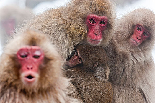 日本猕猴,雪猴,国家公园,本州,日本