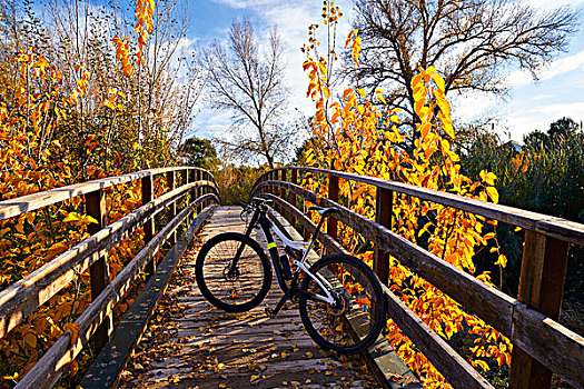 日落,自行车,秋天,木桥,公园,图里亚,瓦伦西亚,西班牙