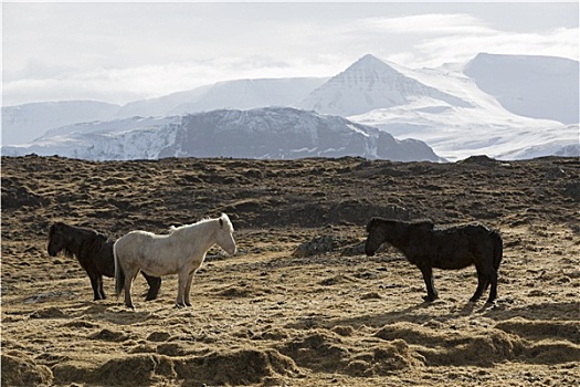 牧群,冰岛马,草地