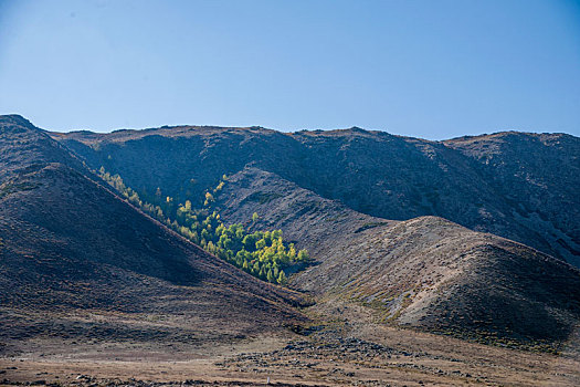 新疆通往可可托海的s226线省道旁沟壑里的小树林
