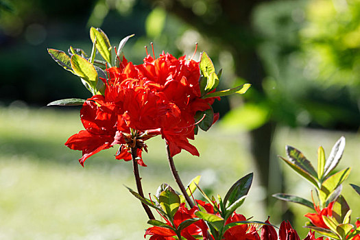 红色,杜鹃花属植物,杜鹃花,花,春天,花园