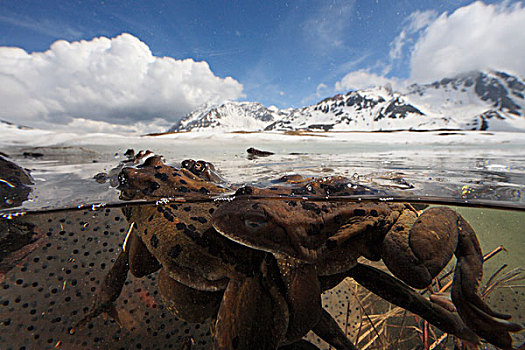蛙,中国林蛙,群,冰冻,水塘,2000年,阿尔卑斯山,法国