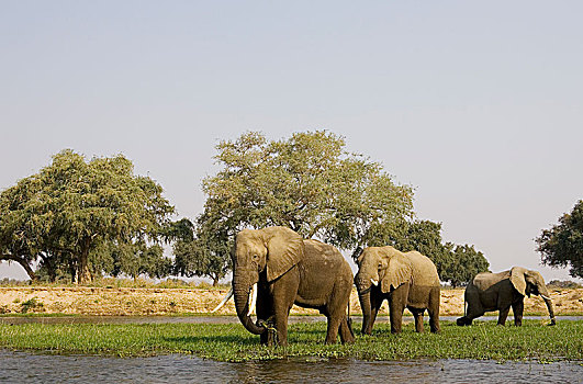 非洲象,公牛,放牧,小,岛屿,赞比西河,赞比西河下游国家公园,赞比亚,非洲