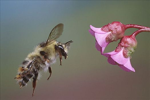 蜜蜂,熊蜂