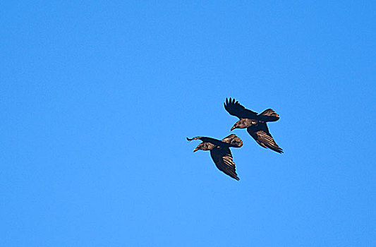 一对,大乌鸦,飞行,清晰,蓝天,大峡谷国家公园,亚利桑那