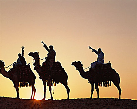 驼队,骆驼,埃及