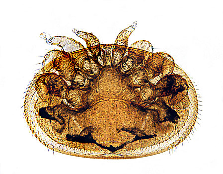 雌性,寄生,蜜蜂,螨虫