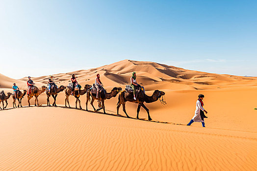 旅游,乘,单峰骆驼,驼队,沙丘,沙漠,却比沙丘,梅如卡,撒哈拉沙漠,摩洛哥,非洲