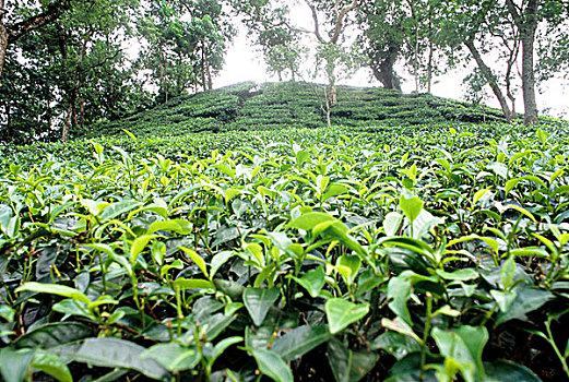 茶,花园,孟加拉