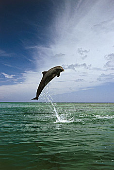 海洋,普通,海豚,真海豚,跳跃,序列,水,野生动物,动物,哺乳动物,移动,象征,力量,能量,动感
