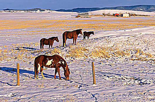 马,放牧,冬天,牛仔,小路,柳树,溪流,艾伯塔省,加拿大
