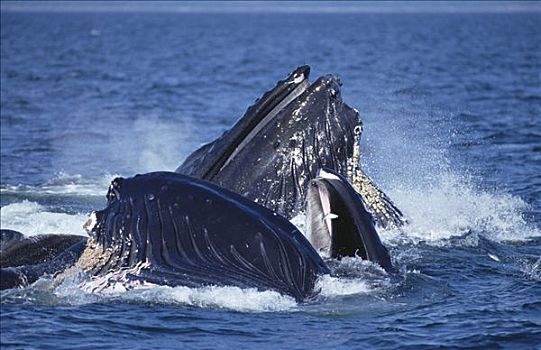 驼背鲸,大翅鲸属,鲸鱼,合作,青鱼,学校,东南阿拉斯加