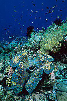 巨蛤,十亿,礁石,展示,米尔恩湾,巴布亚新几内亚
