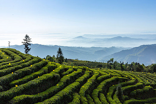 四川宜宾屏山蜿蜒茶山自然风光