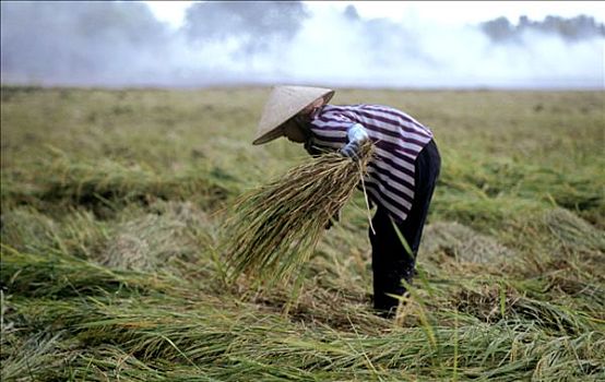 越南,成年,女人,收获,稻米