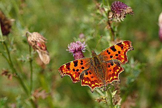 银纹多角蛱蝶,成年,花,波厄斯郡,威尔士,英国,欧洲