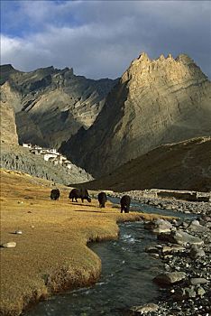 牦牛,群,放牧,高处,乡村,西北地区,印度,喜马拉雅山