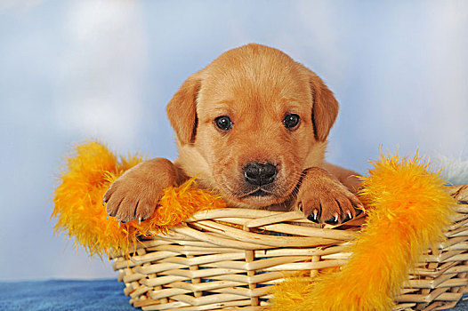 拉布拉多犬,黄色,岁月,25天大,小狗,篮子