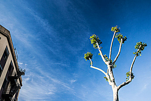 树,蓝天,巴塞罗那