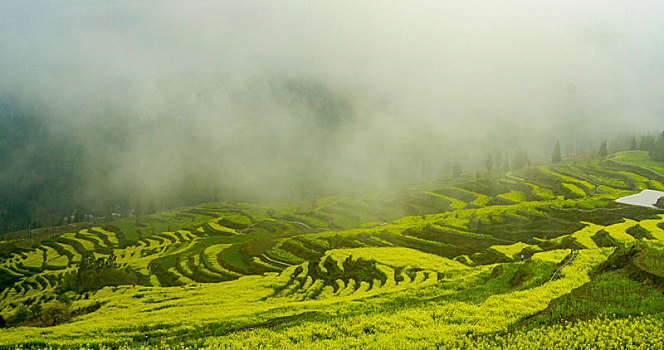 重庆酉阳,小雨晨雾满山涧,金波道道秀梯田