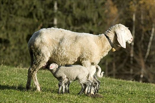 家羊,绵羊,母羊,提洛尔,奥地利,欧洲