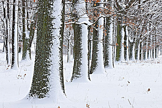 树林,冬天,弗兰克尼亚,巴伐利亚,德国