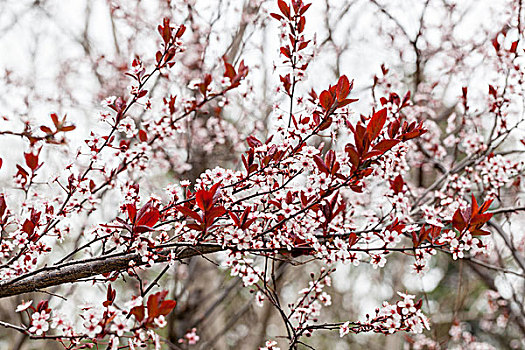 桃花,桃树,桃枝