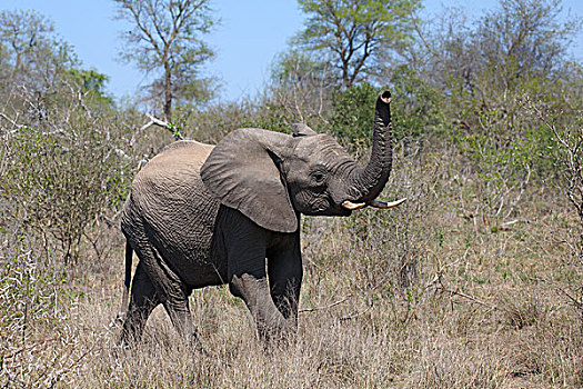 非洲,灌木,非洲象,幼兽,克鲁格国家公园,南非