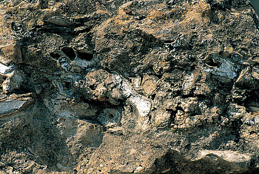 北京房山周口店的山岩中夹藏着多种古生物化石