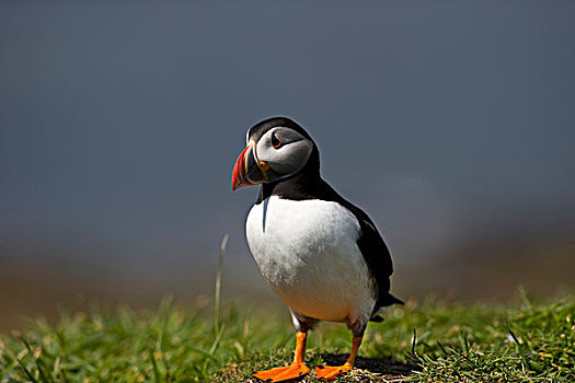 大西洋角嘴海雀,北极,岛屿,苏格兰,英国,欧洲
