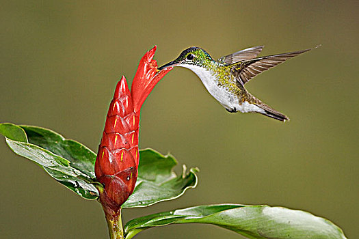 安第斯,翠绿色,蜂鸟,进食,花,飞,住宿,西南方,厄瓜多尔