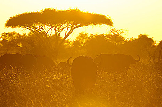 非洲水牛,日落,禁猎区,查沃,肯尼亚