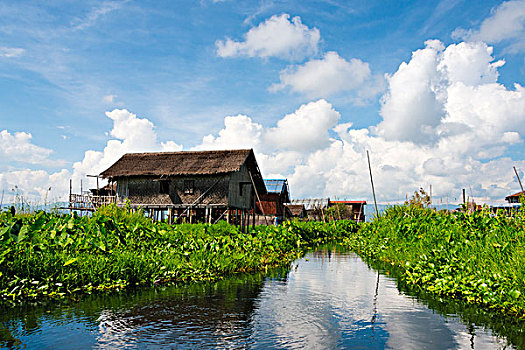 屋舍,漂浮,农场,茵莱湖,掸邦,缅甸,大幅,尺寸
