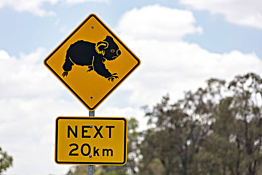 警告标识,警告,树袋熊,沿岸,道路,昆士兰,澳大利亚,大洋洲