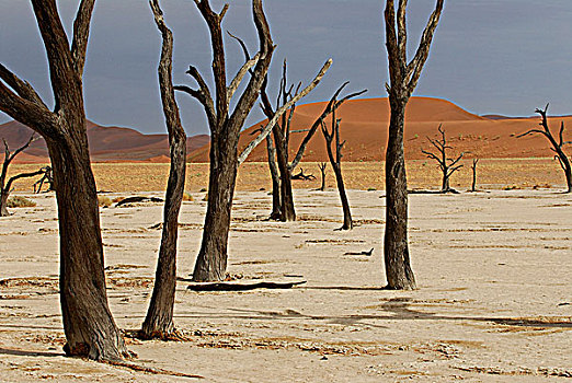 纳米比亚,国家公园,沙漠,化石,树,沮丧,索苏维来地区