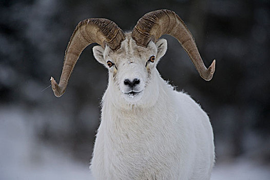 绵羊,白大角羊,育空,加拿大