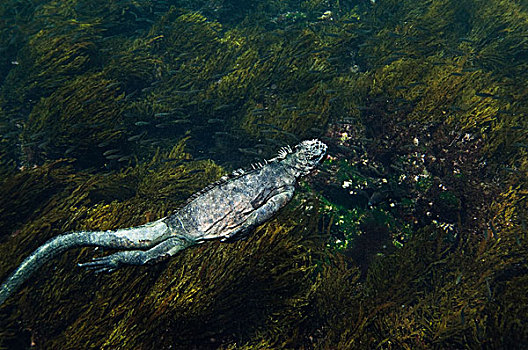 海鬣蜥,游泳,费尔南迪纳岛,加拉帕戈斯群岛,厄瓜多尔