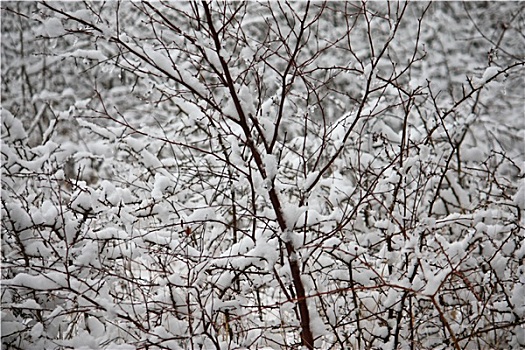 雪,枝条,树